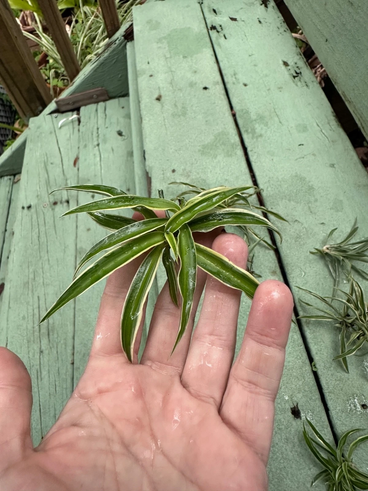 Reverse Variegated Spider Plant Cuttings – Live Indoor Houseplant Cuttings – Chlorophytum comosum – Easy Propagation