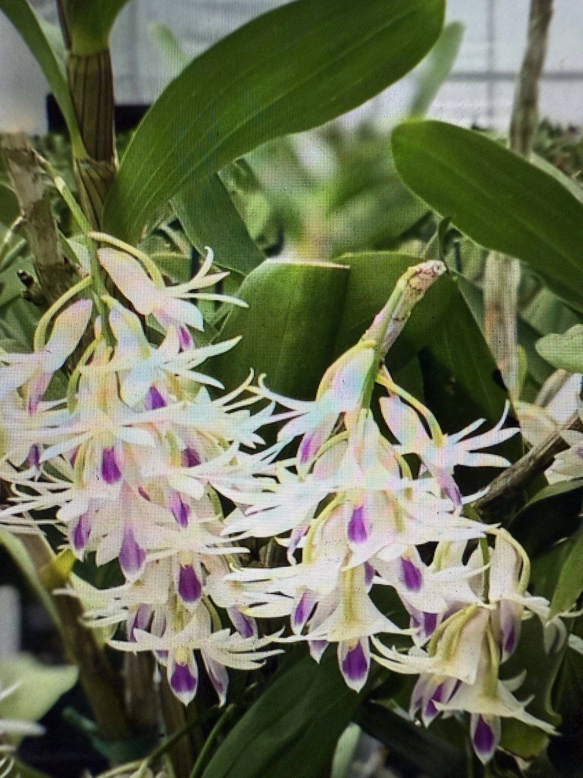 Dendrobium Amethystoglossum Orchid Cuttings - 5 Live Short Cuttings for Propagation - Tropical Orchid for Experienced Growers