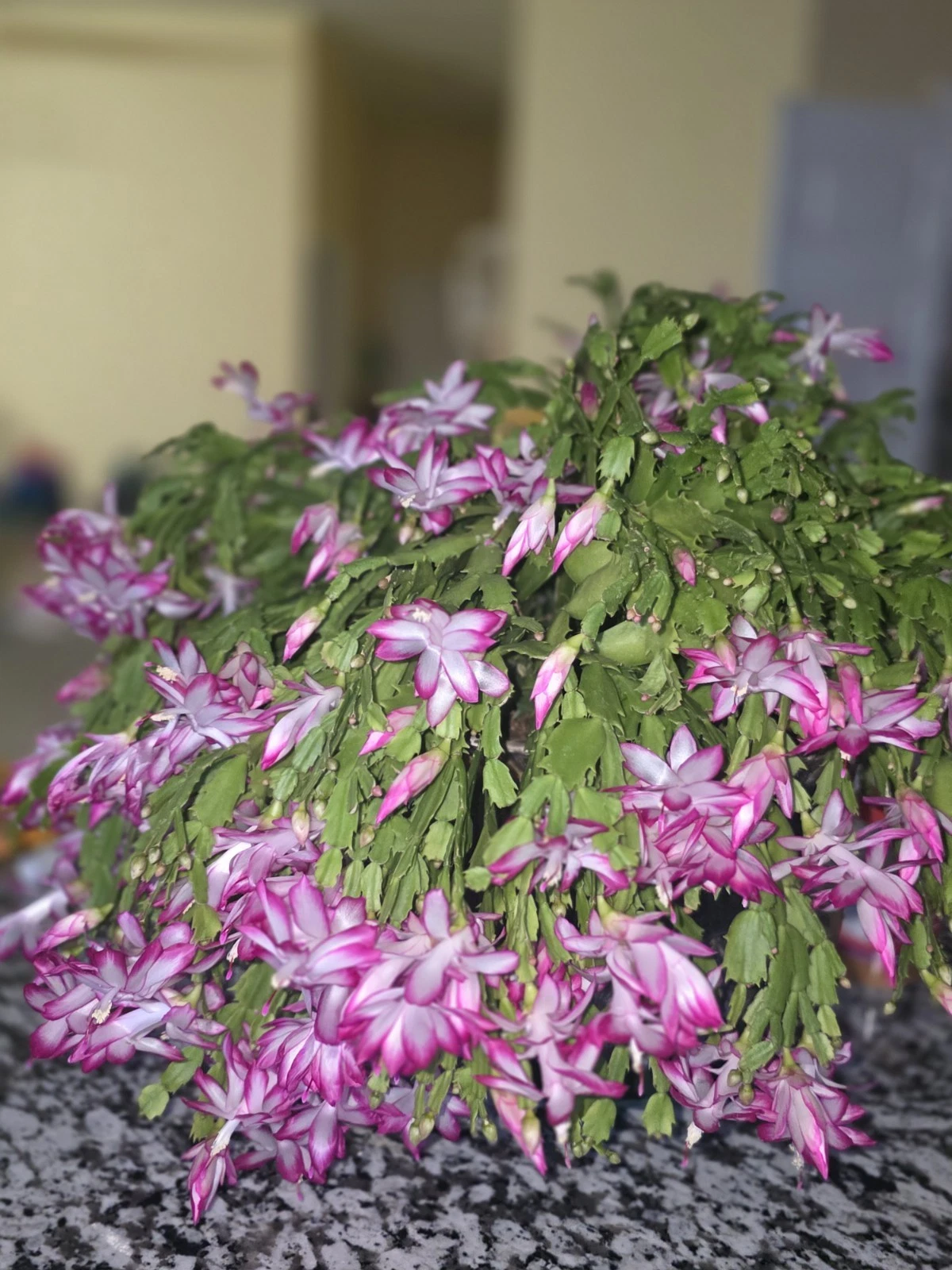 Christmas Cactus Cuttings - 20 Unrooted Schlumbergera Segments for Propagation - Indoor Houseplant