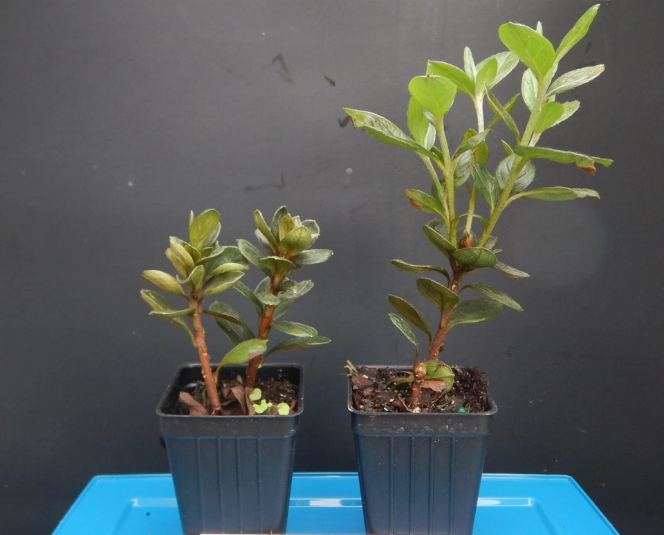 Amelia Rose Azalea Starter Plant – Small Rooted Deciduous Rhododendron, Live Flowering Shrub for Garden Planting
