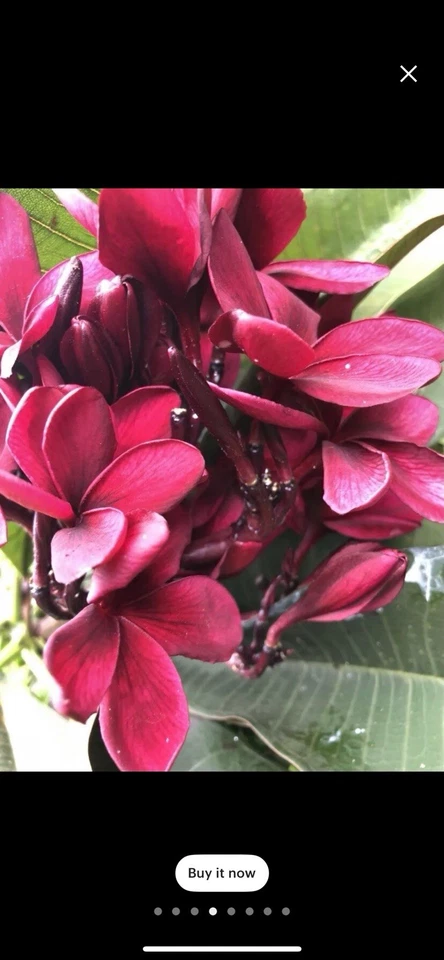 Plumeria Cuttings - 12 Inch Scott Pratt Variety - Live Plumeria Rubra Cuttings for Planting and Propagation