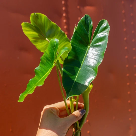 Philodendron Cutting - Unrooted with Air Roots - Burle Marx - Philodendron ‘Burle Marx’ - Ideal for Propagation