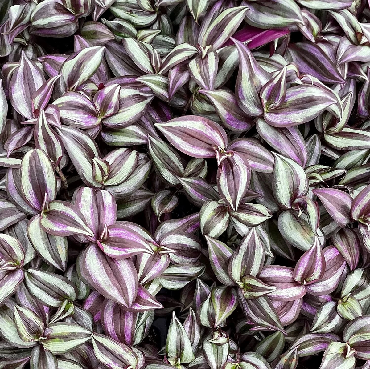 Live Tradescantia Zebrina Cuttings Set of 5 - Purple and Silver Striped Wandering Jew Plant Starters (No Soil, No Pot)