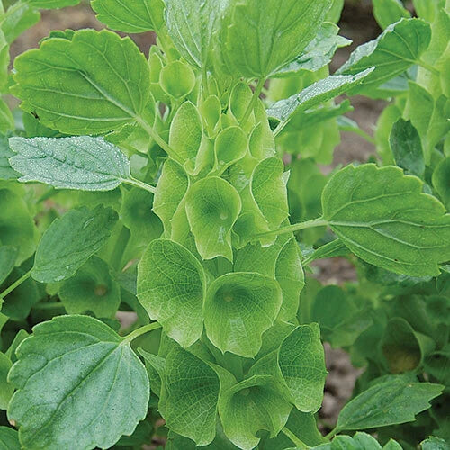 Bells of Ireland Seeds | NON-GMO Heirloom | Moluccella laevis | Fresh Vegetable Seeds for Garden Planting