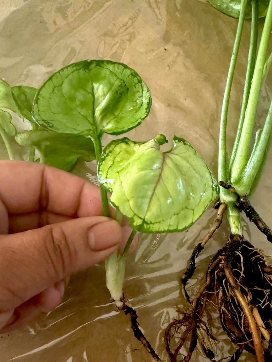 Rooted Syngonium Cutting - Berry Allusion - Pink Green Arrowhead Plant - Syngonium podophyllum - Indoor Houseplant Starter