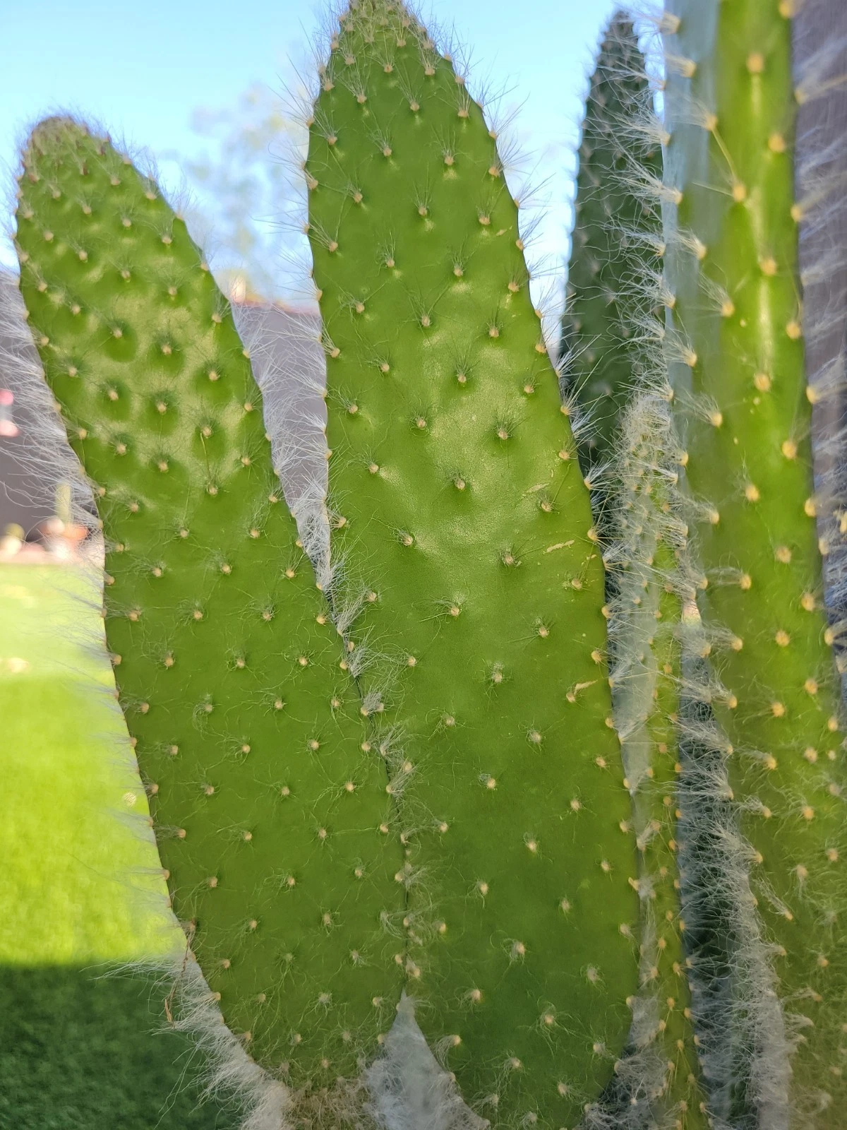 Live Unrooted Cactus Cutting, 1 Pad Opuntia ‘Snow White’, Ornamental Prickly Pear Variety, Opuntia spp.