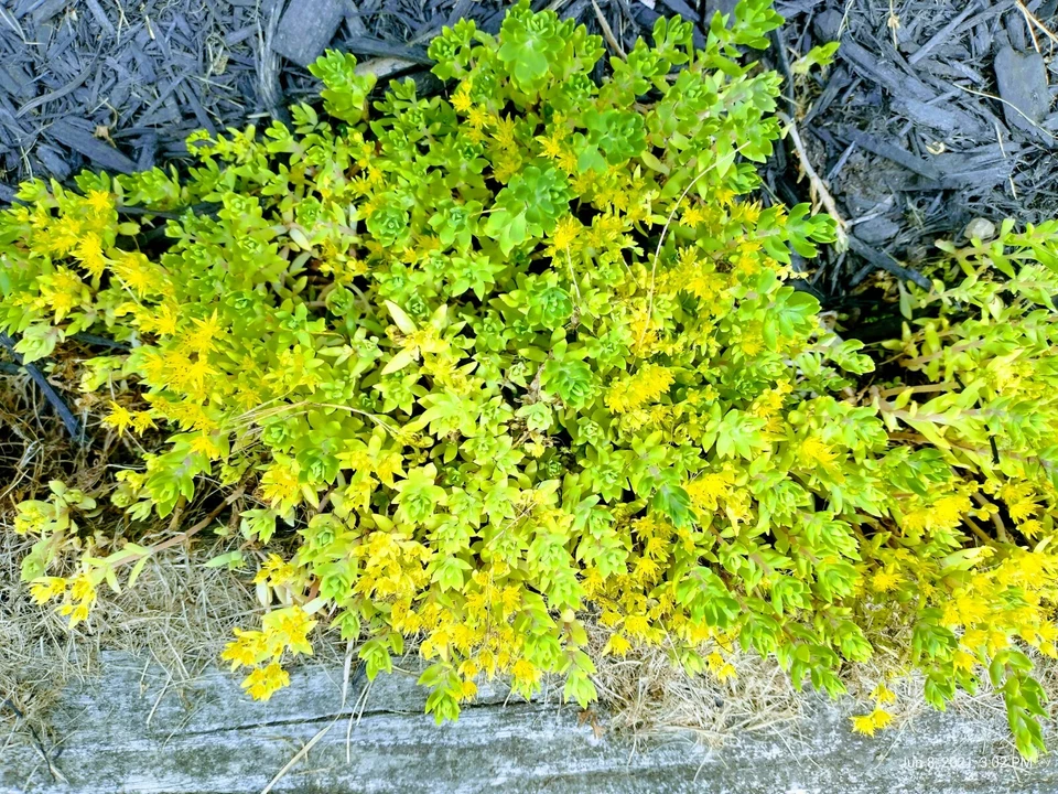 Creeping Sedum Cuttings - 49 Unrooted Groundcover Perennials, Mixed Sizes 1-5 Inches, Sedum spp., Drought-Tolerant Succulent