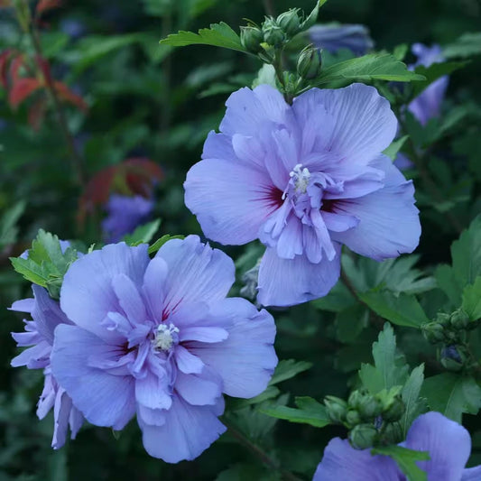 2 Gal. Blue Chiffon Rose of Sharon Plant – Hibiscus syriacus