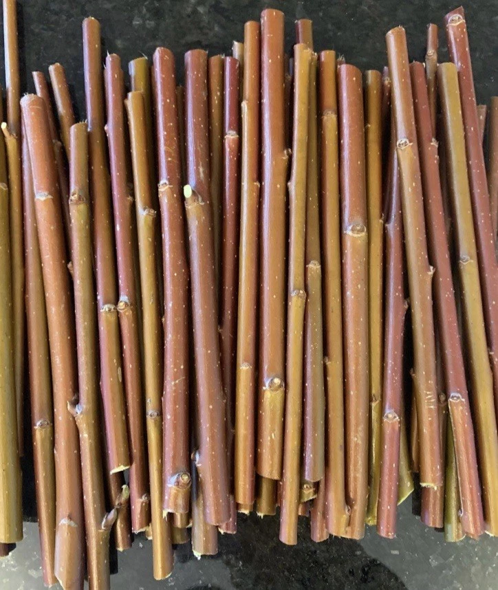 Purple Willow Cuttings - 10 Unrooted Salix purpurea for Propagation & Craft Use - Fresh Ornamental Cuttings