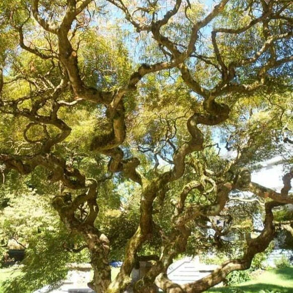 Corkscrew Willow Tree Cuttings – 10 Unrooted Salix Matsudana Tortuosa for Propagation – Twisting Branches, Ornamental Tree