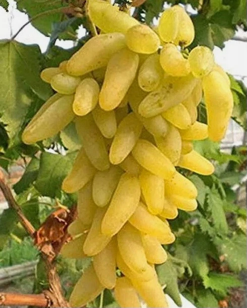 Golden Fingers Grape Vine Cuttings Set of 3 Unrooted for Rooting or Grafting, Vitis vinifera ‘Golden Fingers’