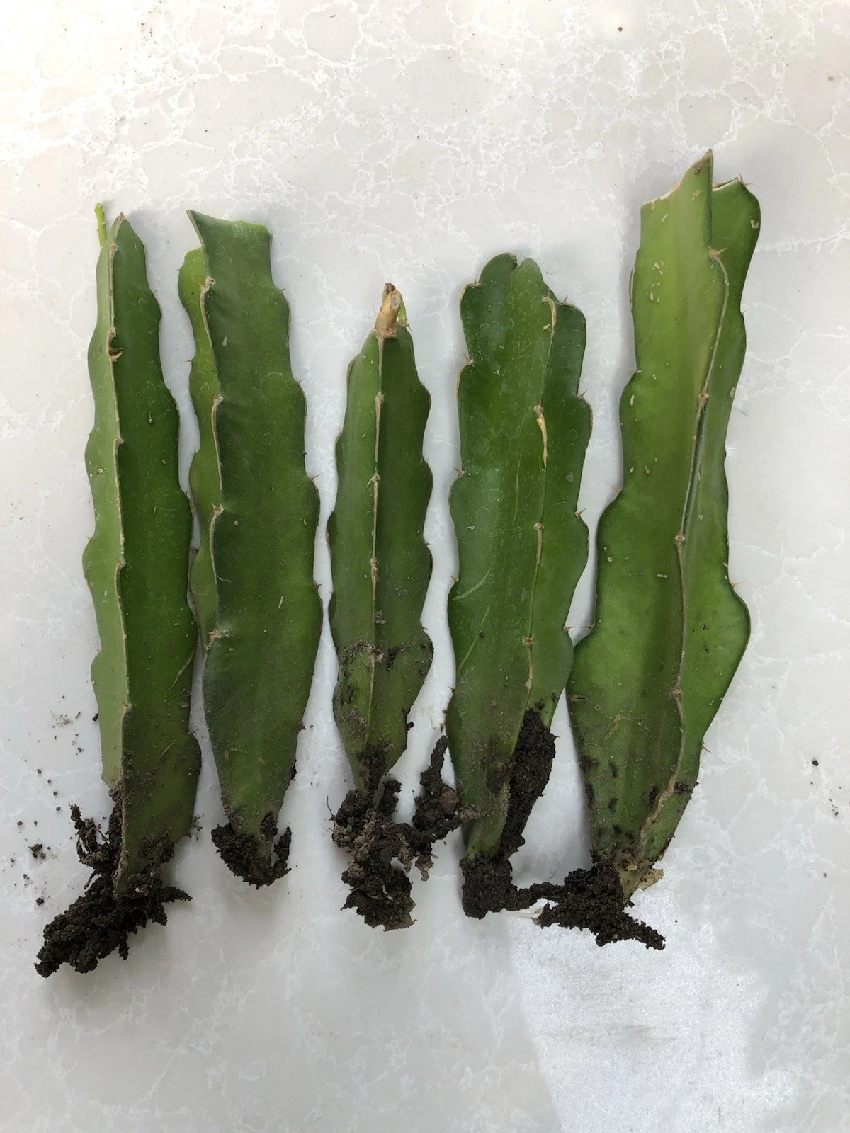 Rooted Dragon Fruit Cuttings - 5 Live Hylocereus Plants - Tropical Climbing Cactus for Garden or Container Planting