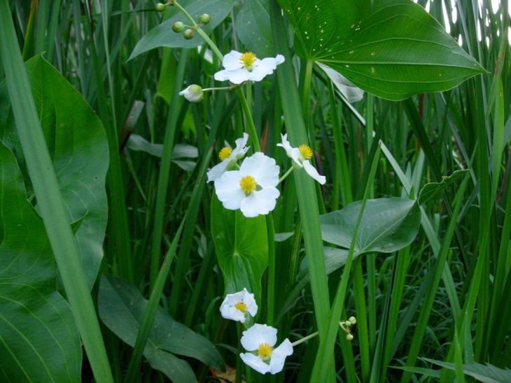 500 Sagittaria latifolia Seeds | Common Arrowhead | Native Aquatic Perennial for Ponds & Wetlands | Non-GMO Seeds