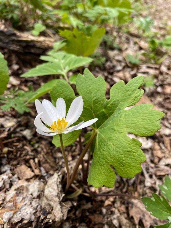 9 Bloodroot Plants - Live Bare Root Perennials for Shade Garden - Native Wildflower - Sanguinaria canadensis