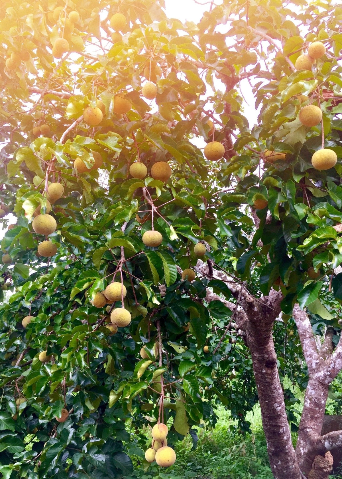 Santol (Sandoricum koetjape)