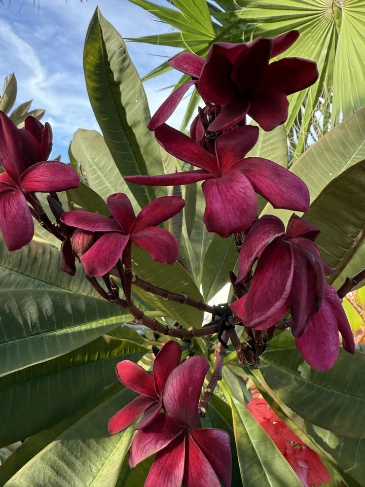 Hawaiian Deep Red Ulaula Plumeria Cutting - 10 Inch Unrooted Y-Shaped Frangipani - Plumeria rubra ‘Ulaula’ for Propagation