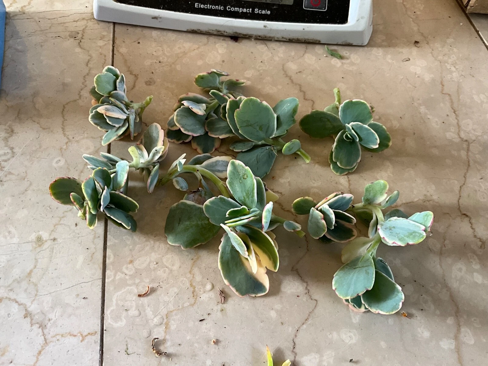 Kalanchoe Fedtschenkoi Lavender Scallops | Live Succulent Cutting | Variegated Lavender Edges | Easy Care Succulent Plant