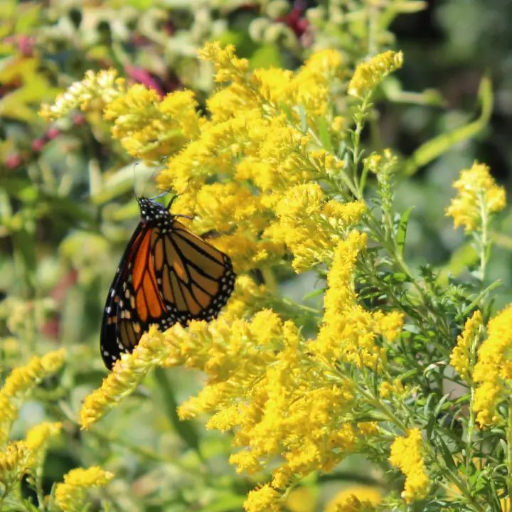 5 Bare Root Goldenrod Plants - Solidago nemoralis | Native Wildflower | Pollinator-Friendly | Monarch Butterfly Plant
