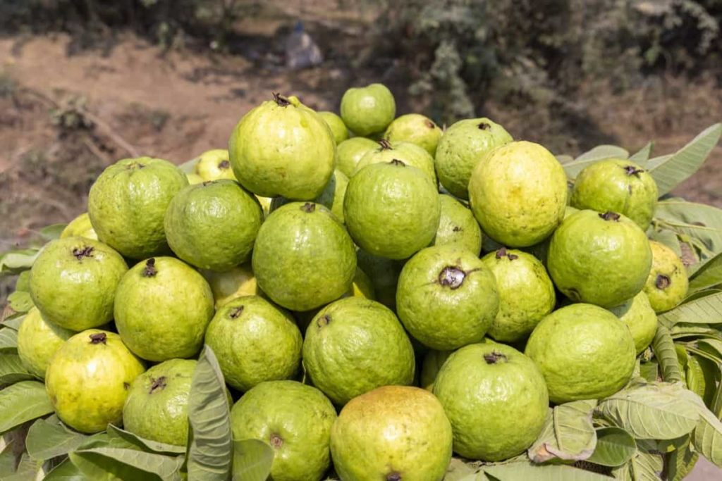 3 Guava Unrooted Cuttings 4-5" | Psidium Guajava | Tropical Fruit Tree, Guava Plant Propagation