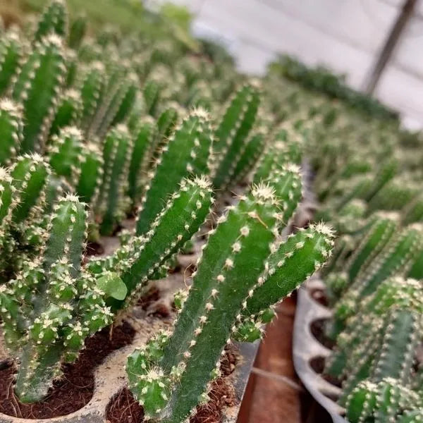 Fairytale Cactus Top Cutting - 9-12" Rooted Rare Cactus, Trailing Variegated Stems, Air-Purifying, Fast-Growing Plant, Selenicereus