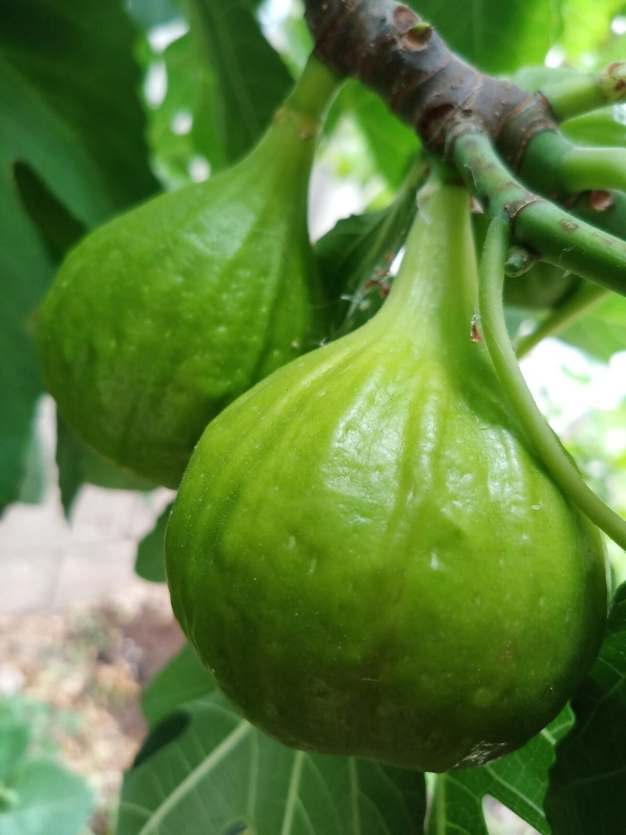 3 White Kadota Fig Cuttings 6" Unrooted – Ficus carica, Sweet Fig Tree, Grafting, Fruit Tree, Rare, Fig Tree Cutting for Propagation