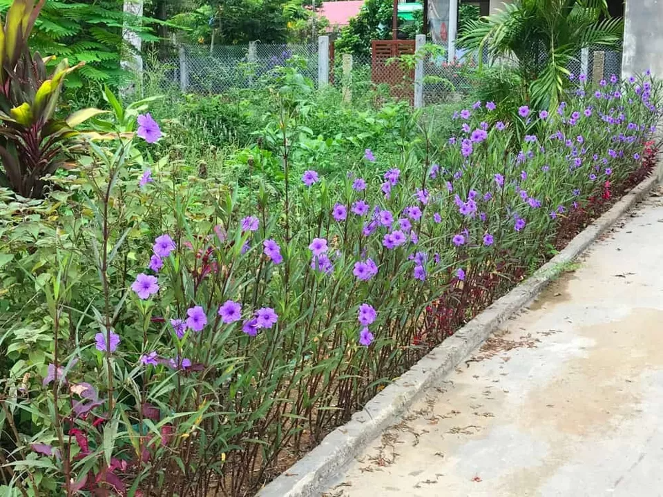 Mexican Petunia Cuttings - 10 Pcs, Purple Flowers, Fast-Growing Perennial, Ruellia simplex, Attracts Hummingbirds & Butterflies