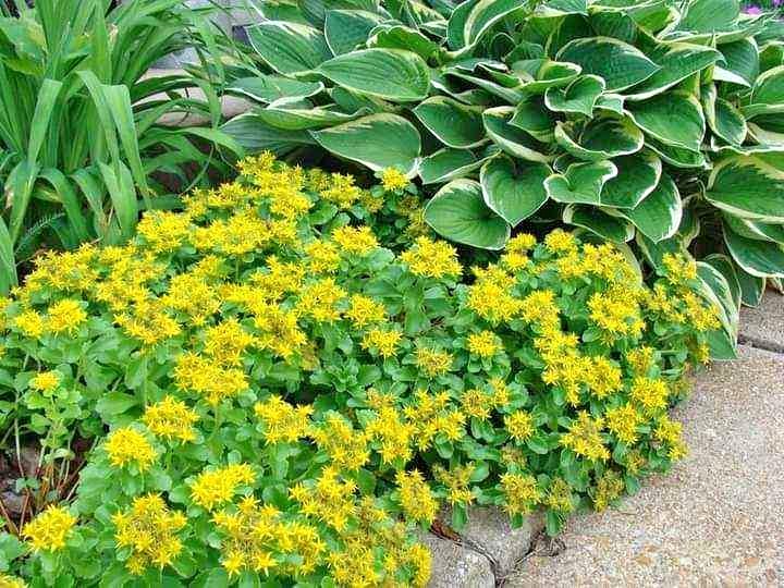 Golden Creeping Sedum Bare Root Plant - Yellow Ground Cover Perennial (Sedum kamtschaticum) - Drought Tolerant, Fast Spreading