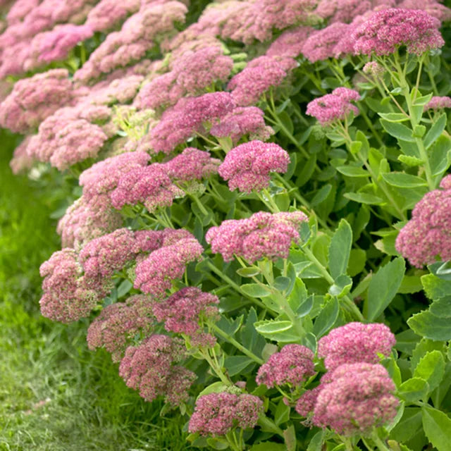 Sedum Autumn Joy Live Plant | Bare Root Starter | Pink Blooms | Drought Tolerant Perennial | Pollinator-Friendly