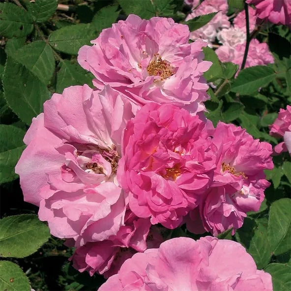 8 Pink Seven Sisters Rose Cuttings – Heirloom Climbing Rose, Unrooted, Antique Variety, Rosa 'Seven Sisters'