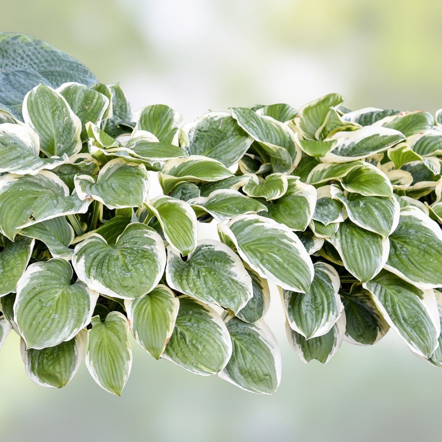 Hosta Plant in 5.25" Pot Vulcan Variety | Well-Rooted Perennial for Shade | Hardy Perennial Plant