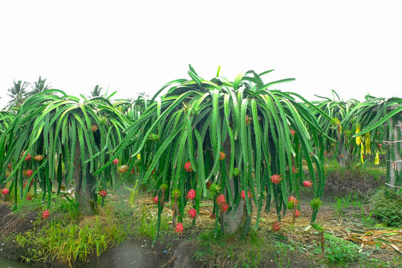 Dragon Fruit Cutting 6" Organic Hylocereus Delight Pitaya for Growing Sweet Pink-Fleshed Fruit