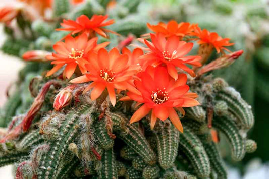 Blooming Peanut Cactus Plug – Echinopsis chamaecereus ‘Rose Quartz’ – Live Succulent with Pink Blooms – Easy to Grow Plant
