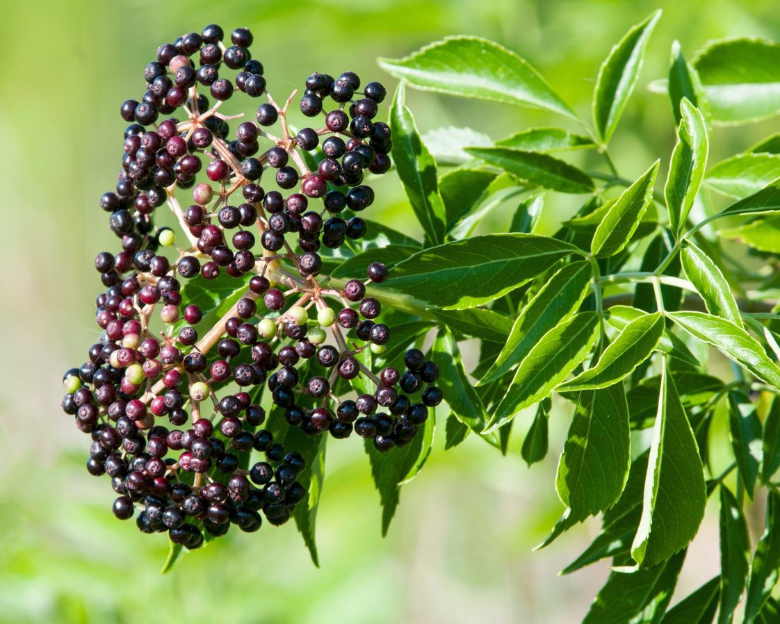12 American Elderberry Cuttings – Sambucus canadensis Adams & York – Unrooted Live Shrubs for Hedges, Wildlife Gardens, Landscaping