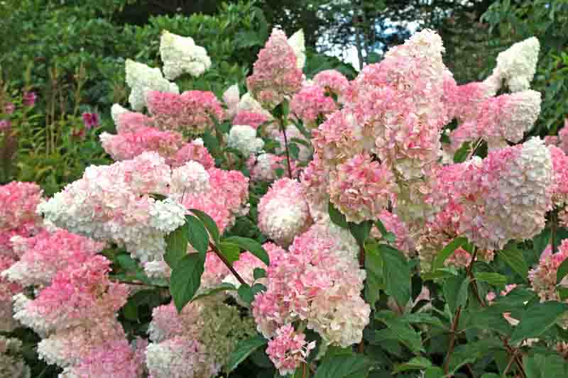 4 Unrooted Cuttings Vanilla Strawberry Hydrangea - Hydrangea paniculata 'Renhy', Rare Flowering Bush, 3–8mm Diameter