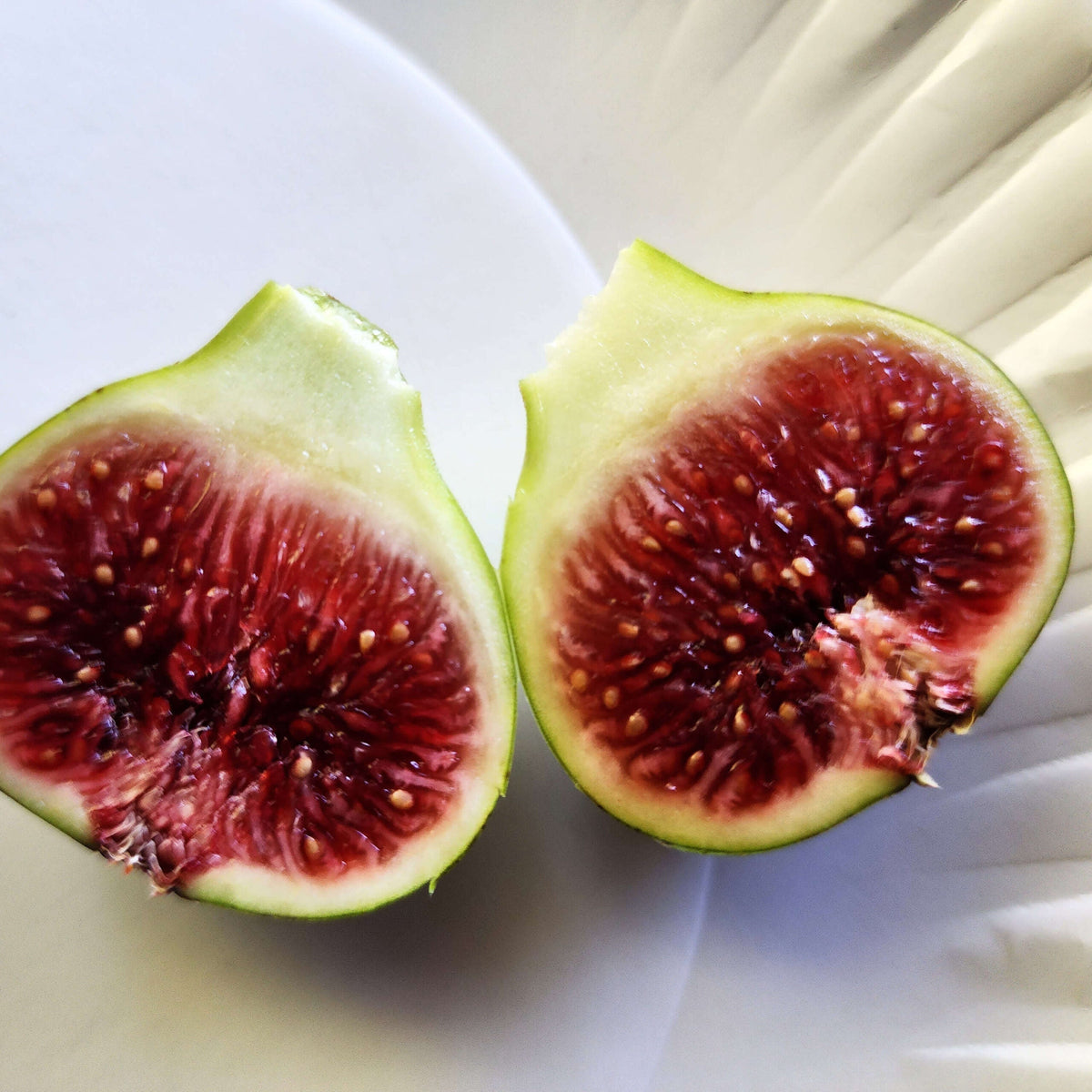 Smith Fig Cuttings - 5 Unrooted 6-8" Cuttings | Ficus carica | Rare Premium Variety with Rich Sweet Flavor