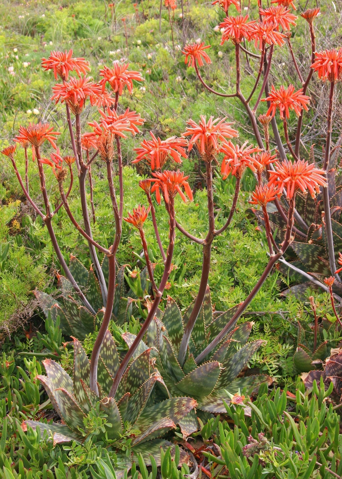 Soap Aloe (Aloe maculata)
