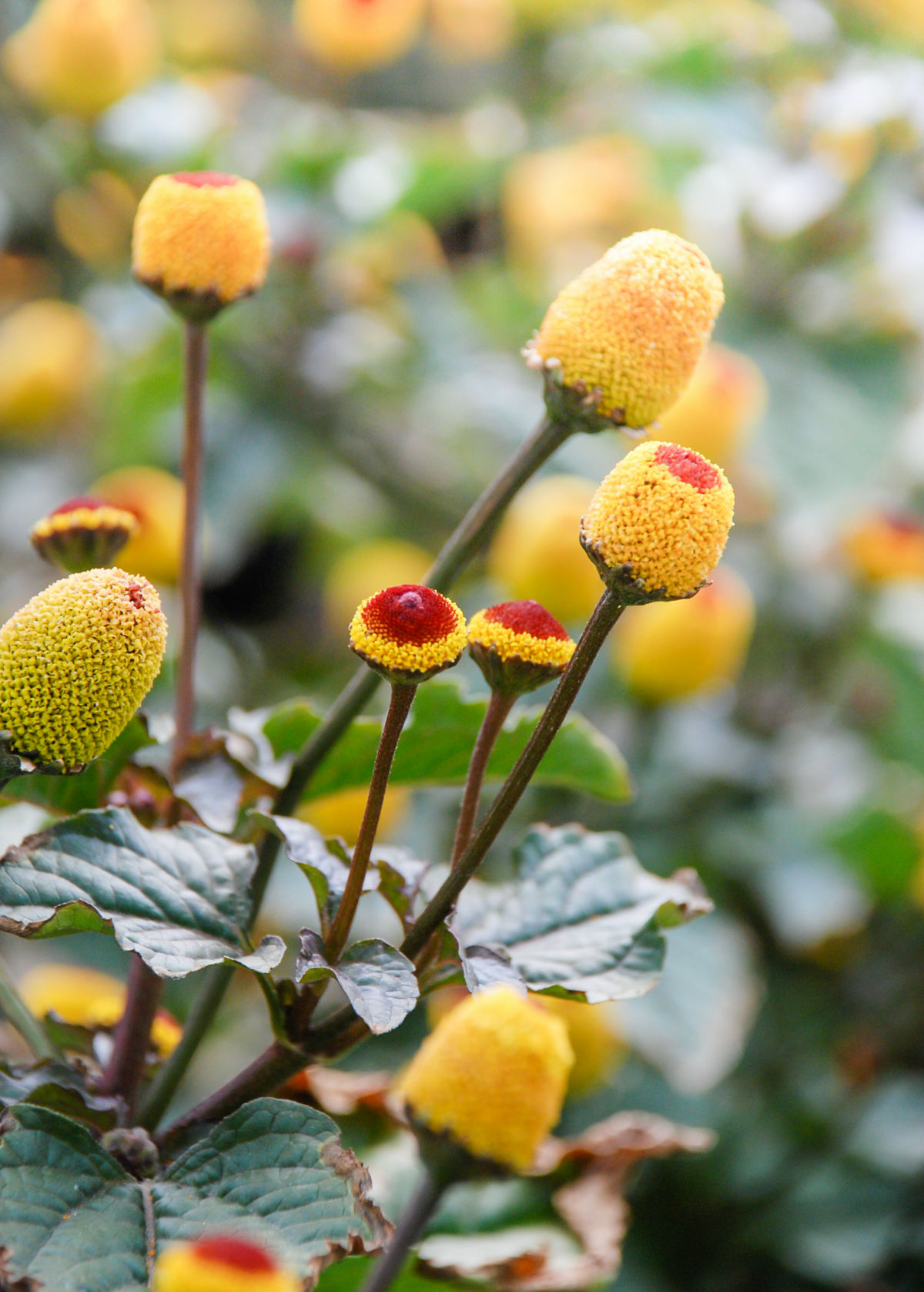 Electric Daisy Toothache Plant (Spilanthes acmella)
