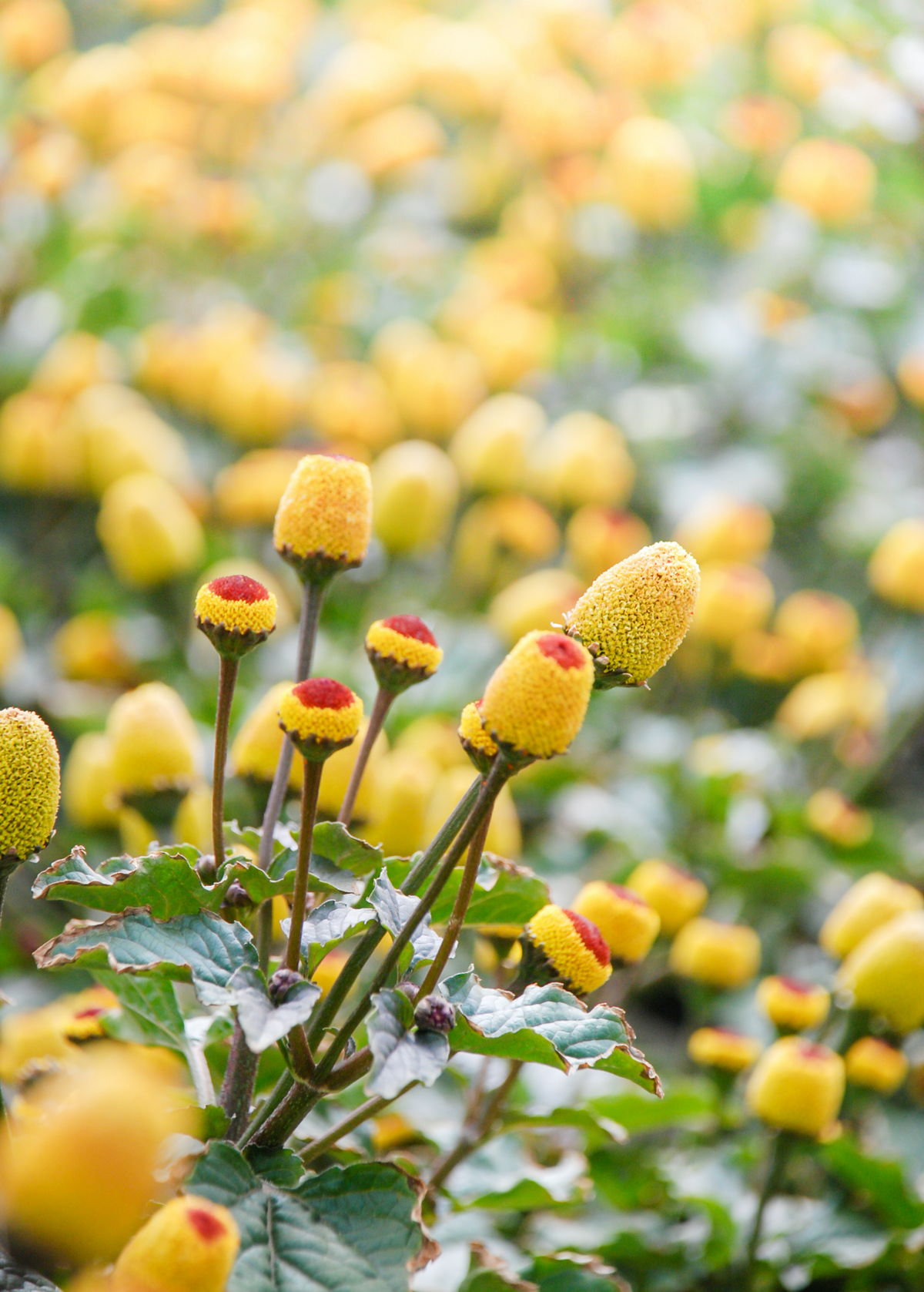 Electric Daisy Toothache Plant (Spilanthes acmella)
