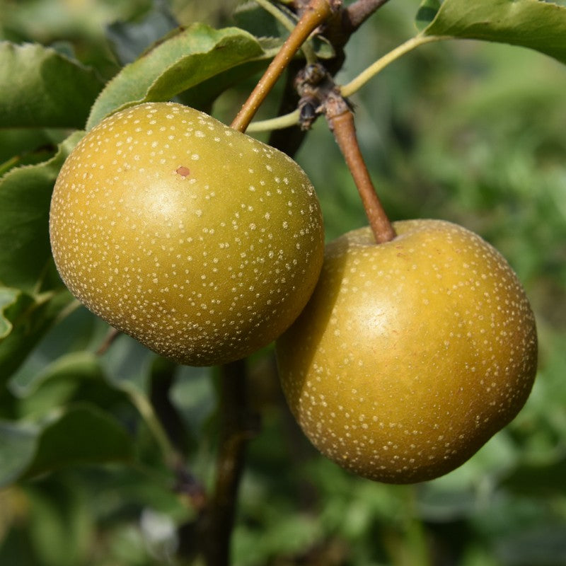 Rare Hosui Pear Cutting - 1 Unrooted Cutting for Propagation - Pyrus pyrifolia ‘Hosui’ - Sweet, Juicy Asian Pear Variety