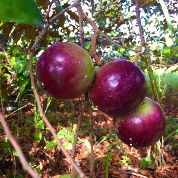 Star Apple Cuttings - 4 Unrooted 5–6" Caimito Cuttings | Chrysophyllum cainito for Grafting | Tropical Fruit - Purple/Green