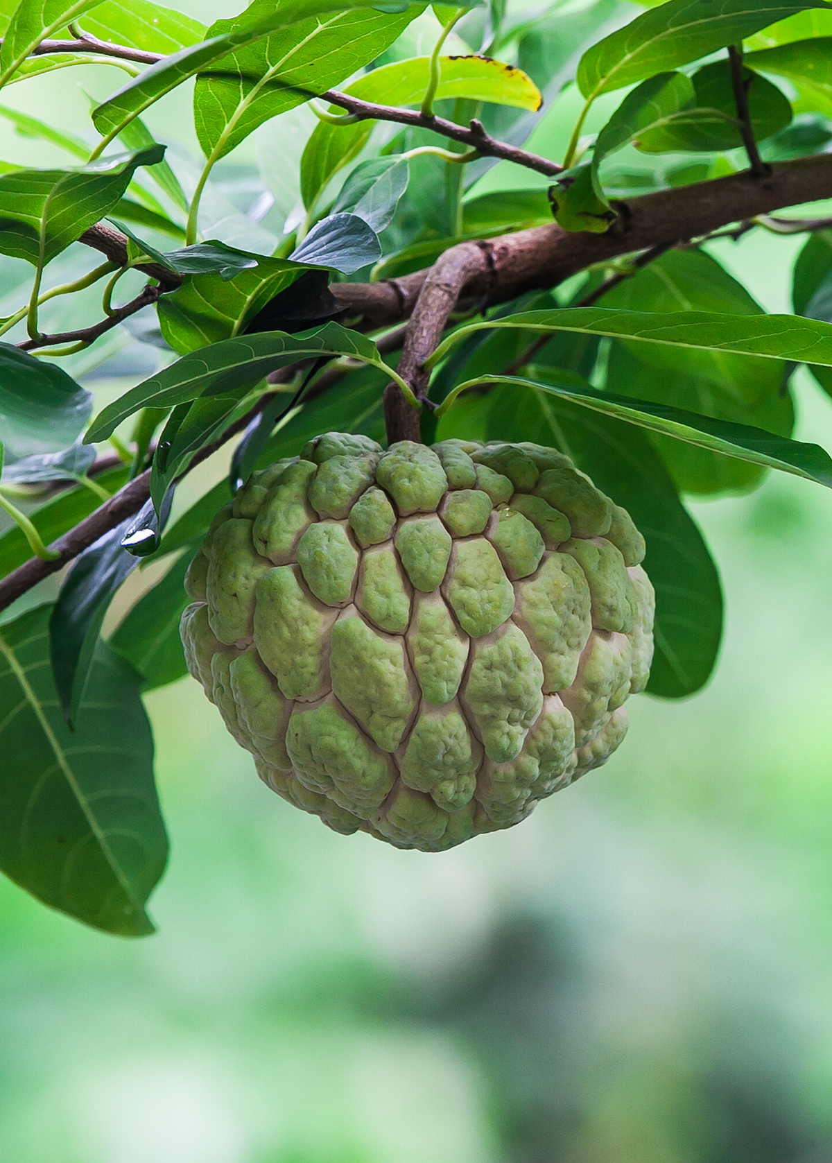 Sugar Apple Seedling (Annona Squamosa)