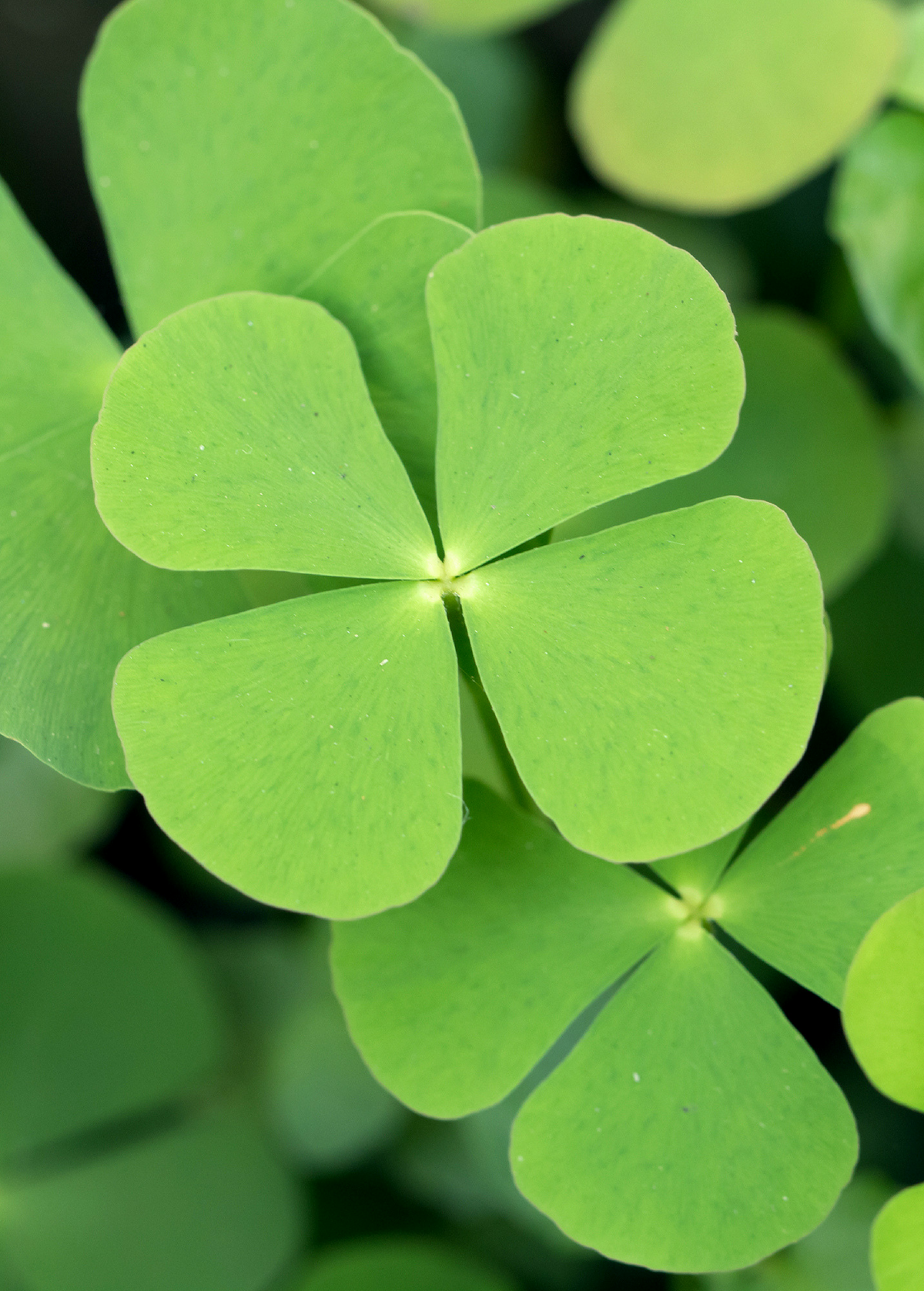 Sushni (Marsilea minuta)