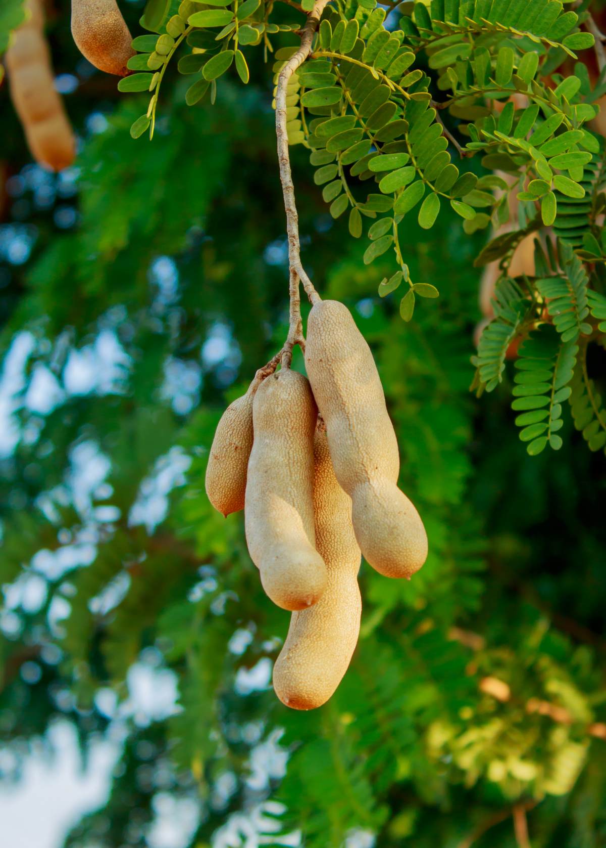 Tamarind 'Thai Sweet' (Tamarindus indica)