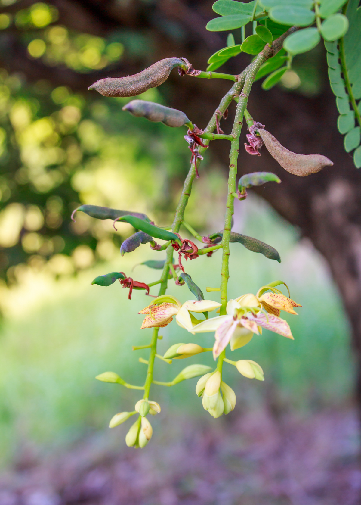 Tamarind 'Thai Sweet' (Tamarindus indica)