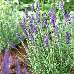 Live Vera Lavender Plant 1 Pint Pot Lavandula angustifolia Fragrant Perennial Herb Drought Tolerant Bee Friendly