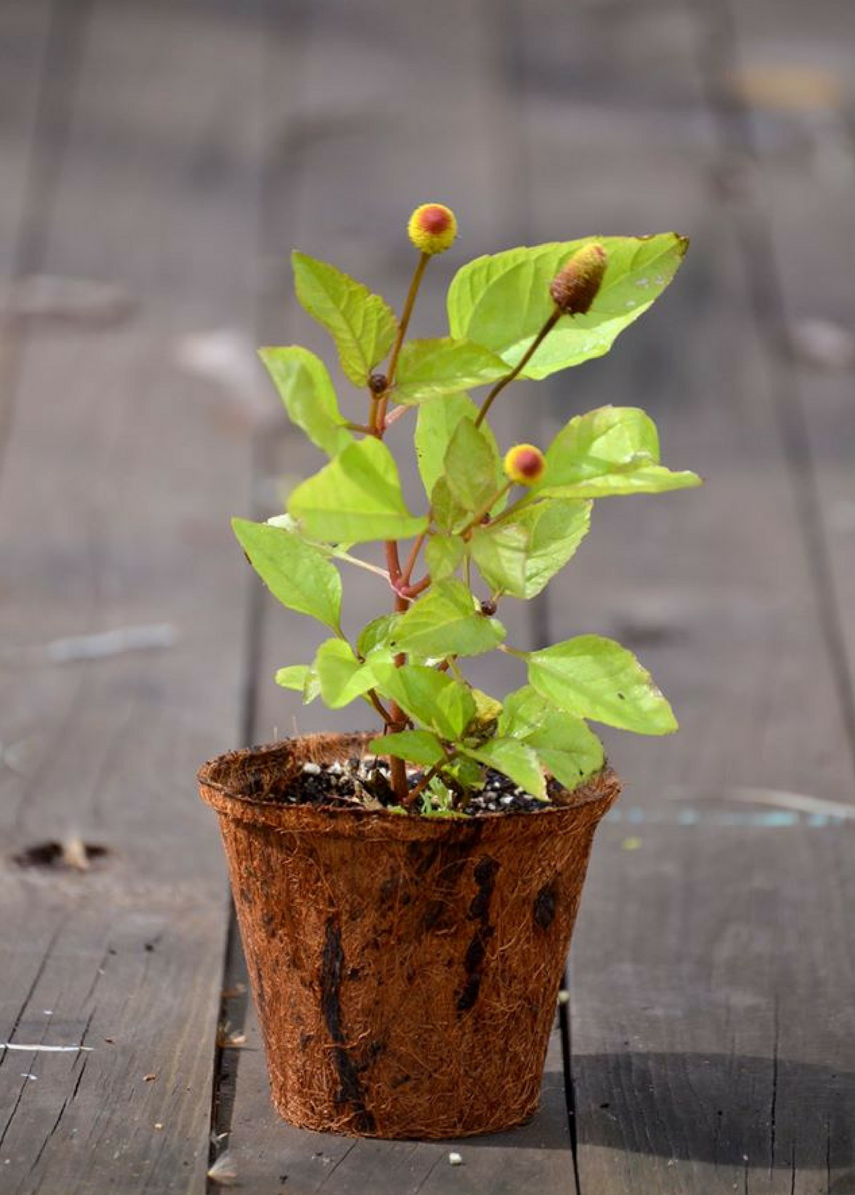 Electric Daisy Toothache Plant (Spilanthes acmella)
