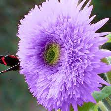50 Purple Teddy Bear Sunflower Seeds - Fluffy Blooms - Pollinator Friendly - Heirloom Non-GMO - Easy to Grow