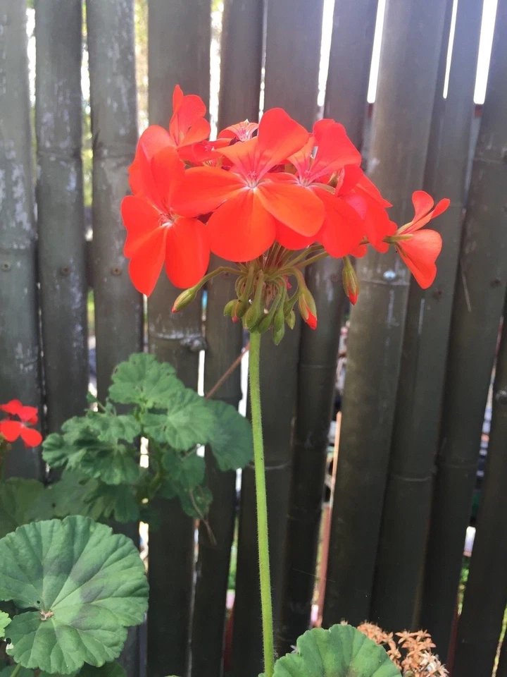 Zonal Geranium Cuttings 6" Orange-Red Blooms Pelargonium × hortorum - 4 Fresh Starter Plants for Containers and Gardens