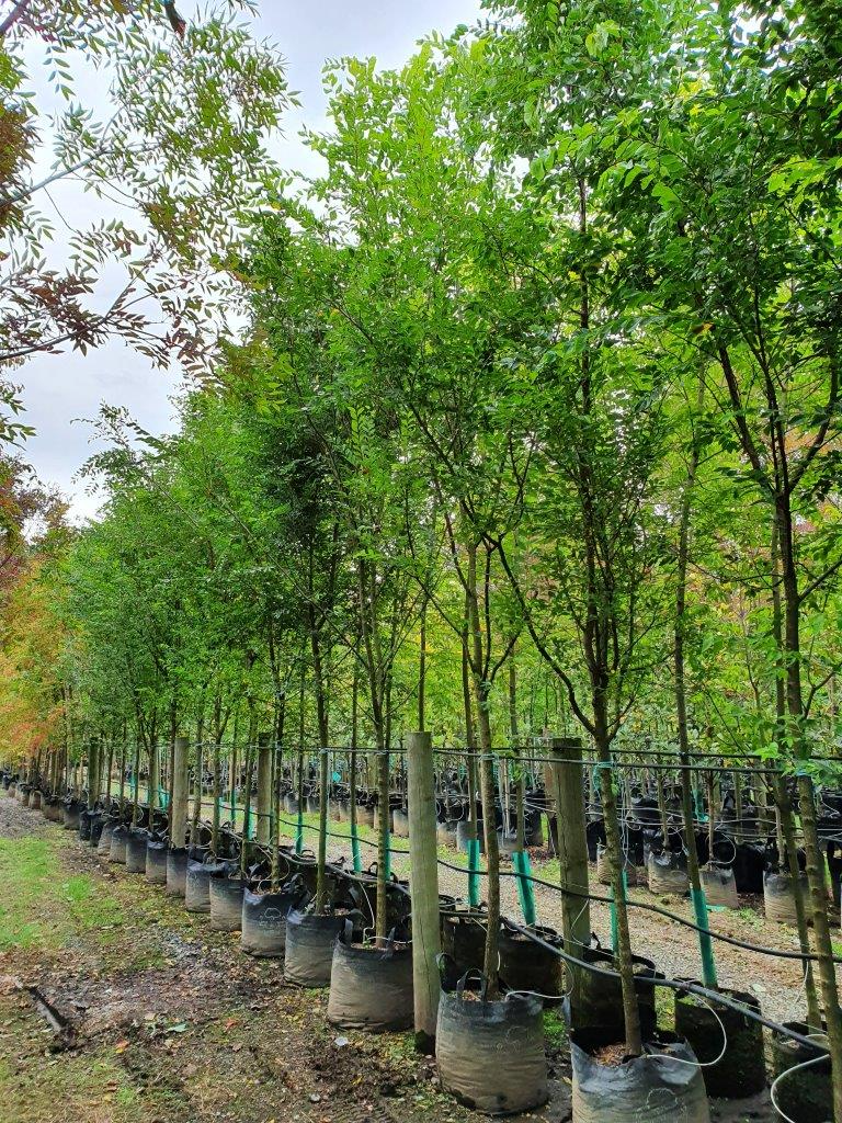 3 Chinese Elm Tree (Lacebark) Rooted Cuttings | Ulmus Parvifolia, Ideal for Bonsai, Hardy, Ornamental Tree for Home & Garden