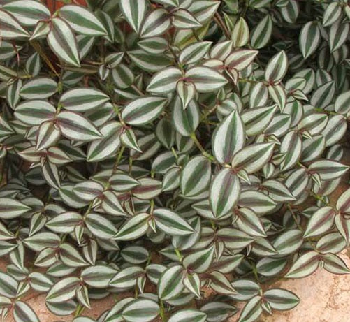 20 Unrooted Cuttings Tradescantia Zebrina | Wandering Jew Plant | Purple & Green Vines | Easy Indoor Houseplant Propagation